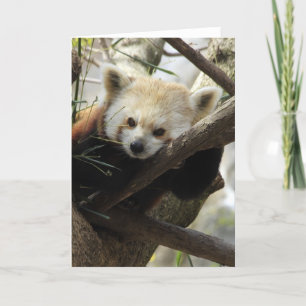 Red Panda Card