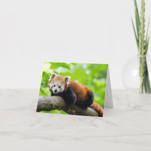 Red Panda Card