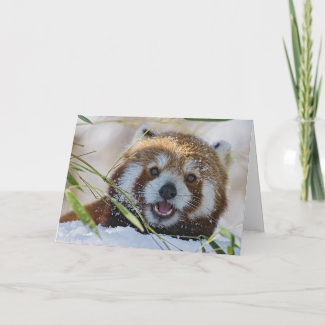 Red Panda Card (Front)