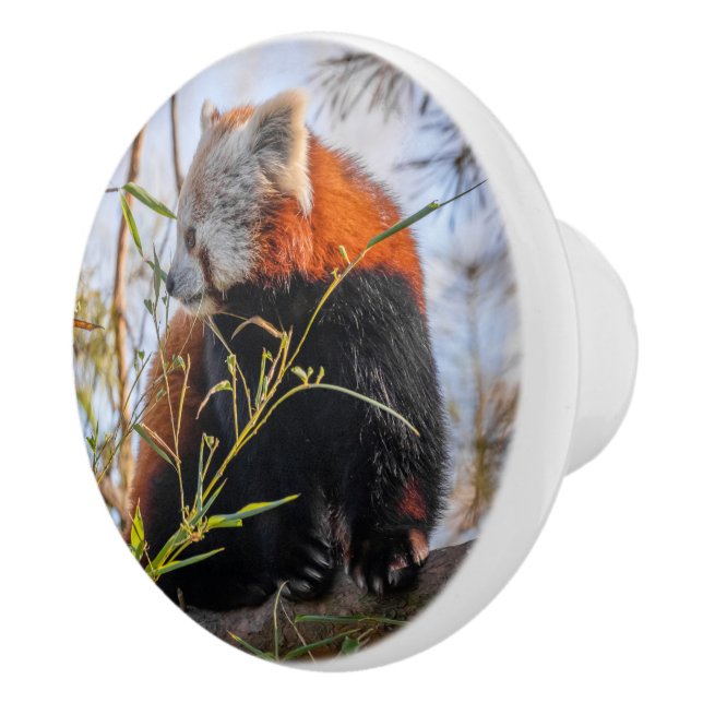 Red panda ceramic knob (Right)