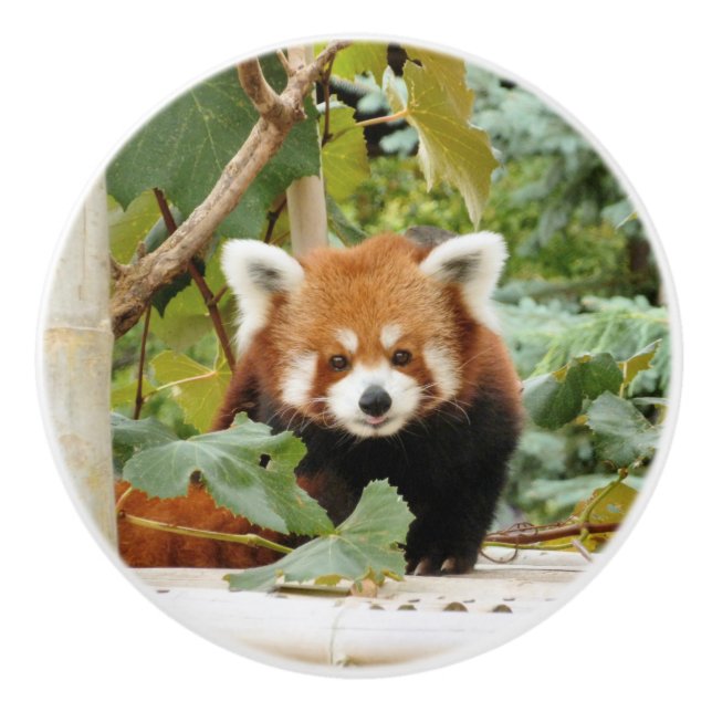 Red Panda Ceramic Knob (Front)