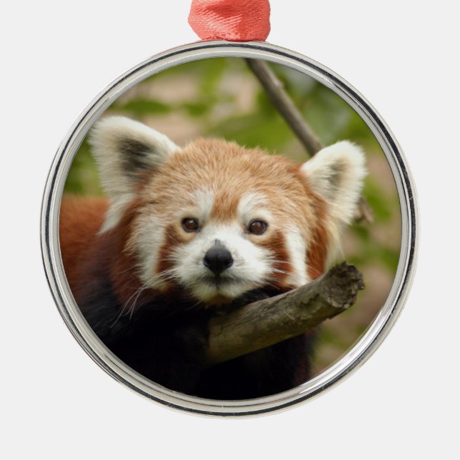 Red Panda Christmas Ornament (Front)