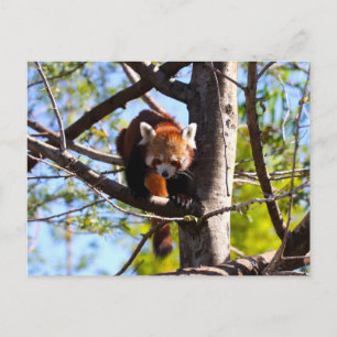 Red Panda climbing down tree Postcard