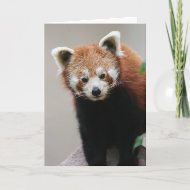 Red Panda Customizable Greetings card (Front)