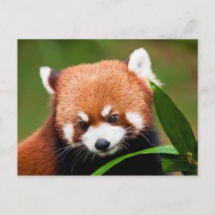 Red Panda Cute Postcard