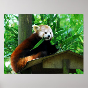 Red panda eating leaves poster