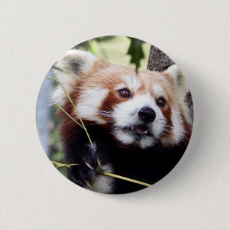 Red Panda face button