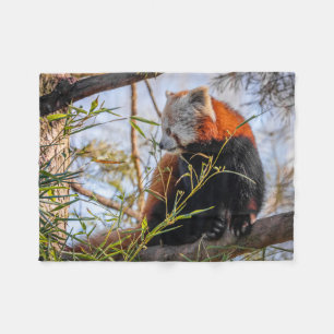 Red panda fleece blanket