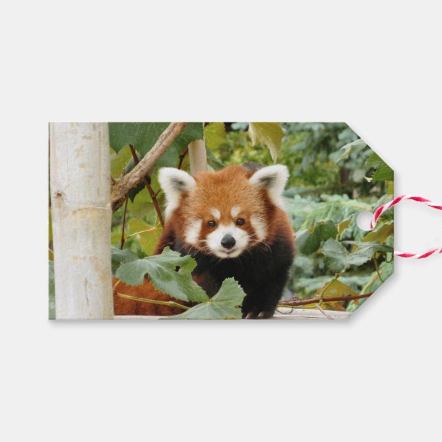 Red Panda Gift Tags (Front (Horizontal))