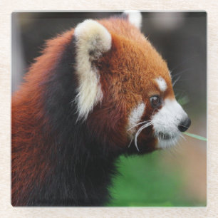 Red panda glass coaster