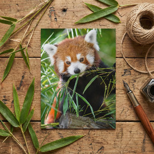 Red Panda in Bamboo Bliss – Wildlife Postcard