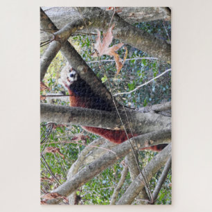 Red Panda Jigsaw Puzzle
