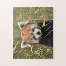 Red Panda 