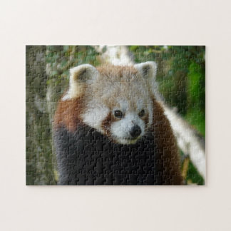 red panda jigsaw puzzle