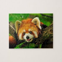 Red Panda Jigsaw Puzzle