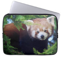 Red Panda
