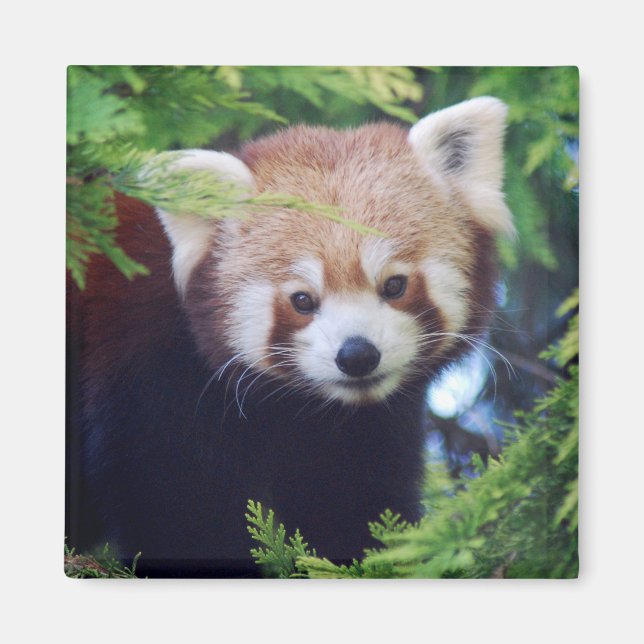 Red Panda Magnet (Front)