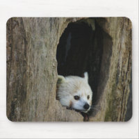 Red Panda