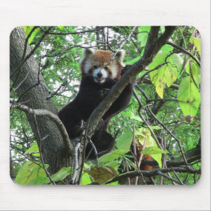 Red Panda Mouse Pad