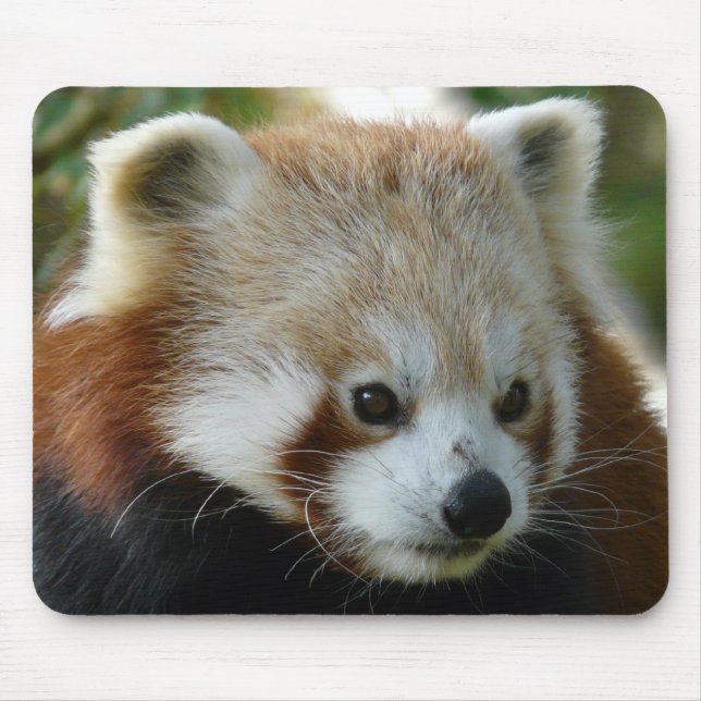 Red Panda Mouse Pad (Front)