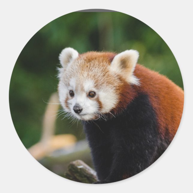 Red Panda Nature Classic Round Sticker (Front)
