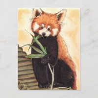 Red Panda Nom