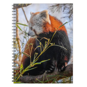 Red panda notebook