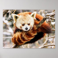 Red panda on a tree limb