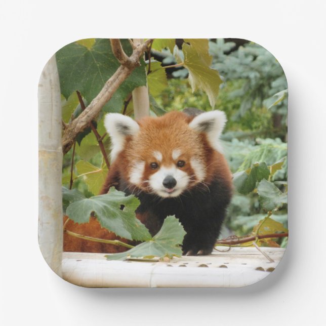 Red Panda Paper Plate (Front)