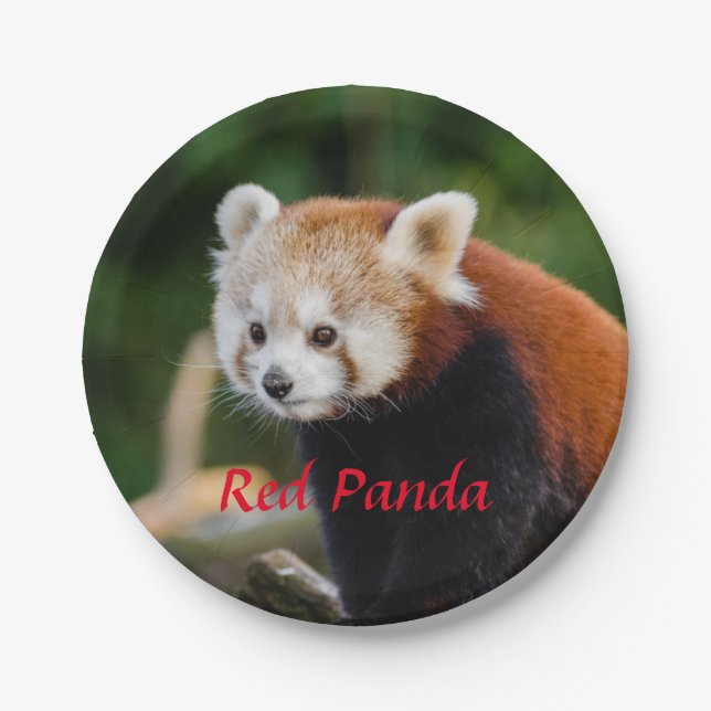 Red Panda Paper Plate (Front)