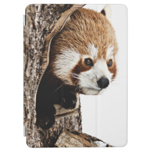 Red Panda Peek-a-Boo iPad Air Cover