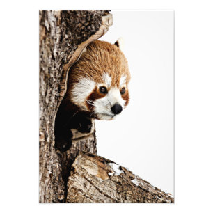 Red Panda Peek-a-Boo Photo Print
