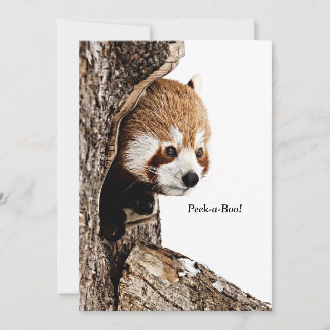 Red panda peeking out from a tree, Peek-a-Boo! Card (Front)