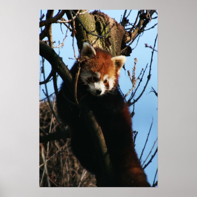 Red panda perch poster (Front)