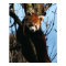 Red panda perch