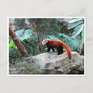 red panda postcard