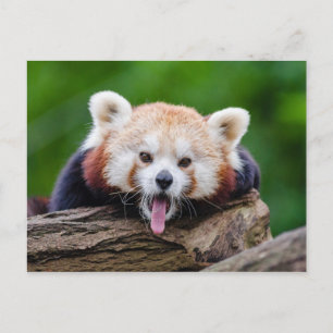 Red Panda Postcard