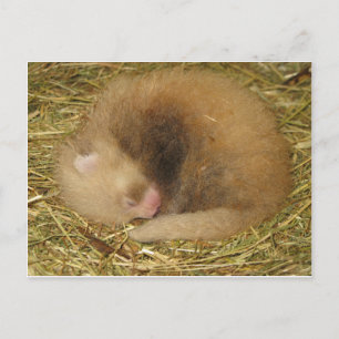 Red panda postcard