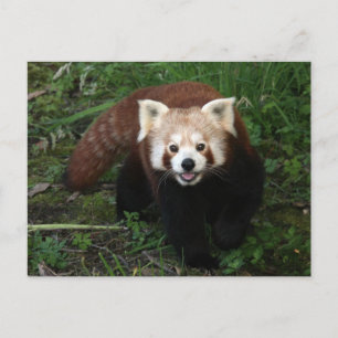 Red panda postcard