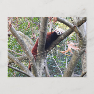 Red Panda Postcard