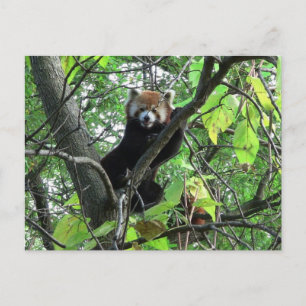 Red Panda Postcard