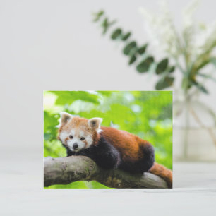 Red Panda  Postcard