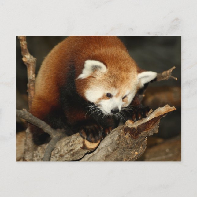 Red Panda Postcard (Front)