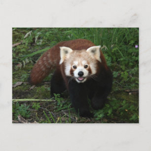Red panda postcard