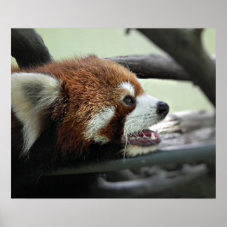 Red Panda Poster