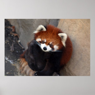 Red Panda Poster