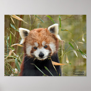 Red Panda Poster