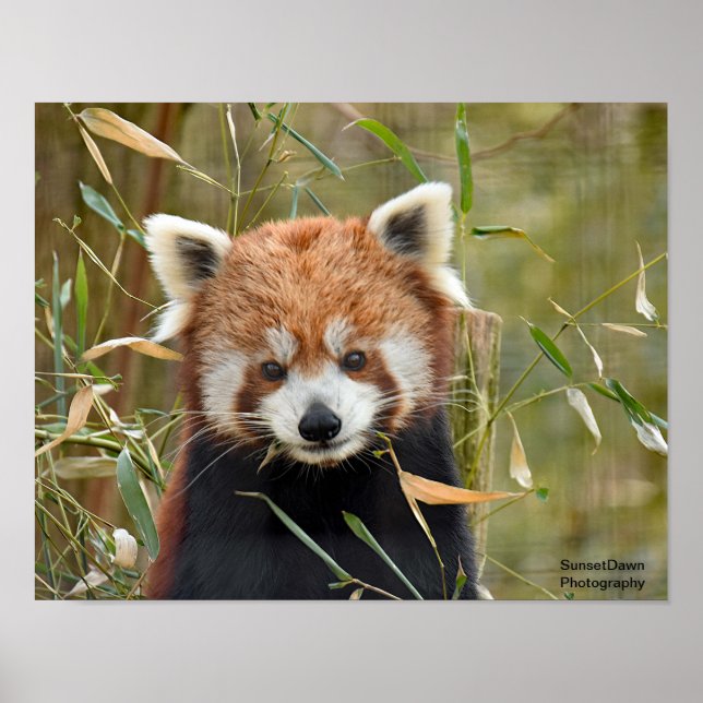 Red Panda Poster (Front)