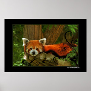 Red Panda Poster Print
