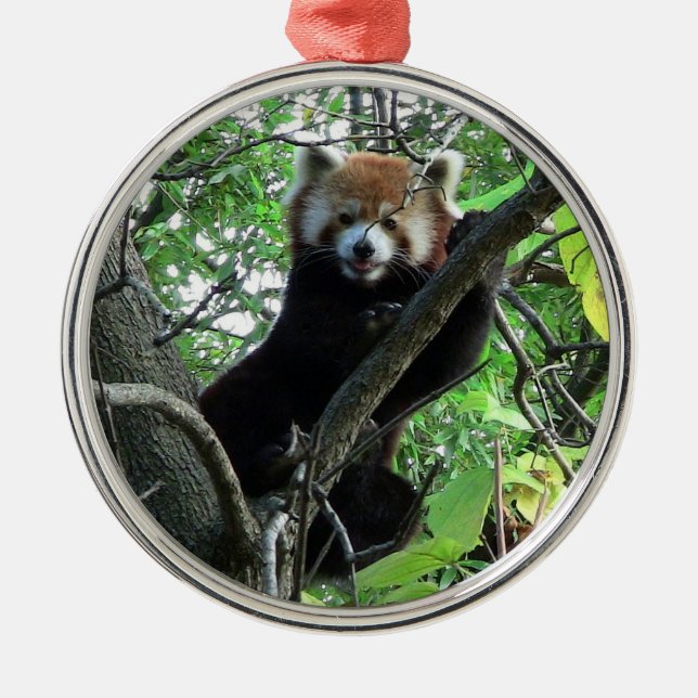 Red Panda Premium Round Ornament (Front)